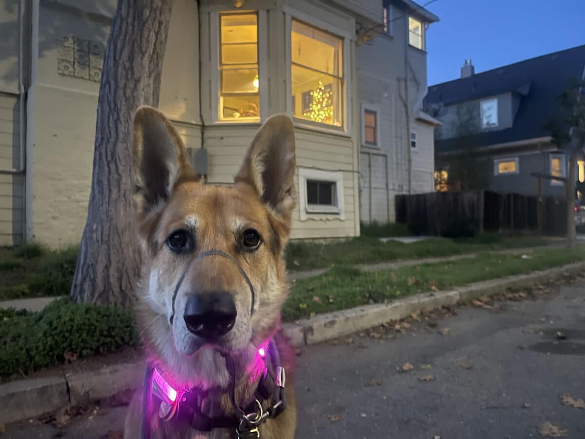 Alameda Post - Mouf the dog sits in front of a home with a small Christmas tree visible though the window. 