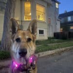 Alameda Post - Mouf the dog sits in front of a home with a small Christmas tree visible though the window.