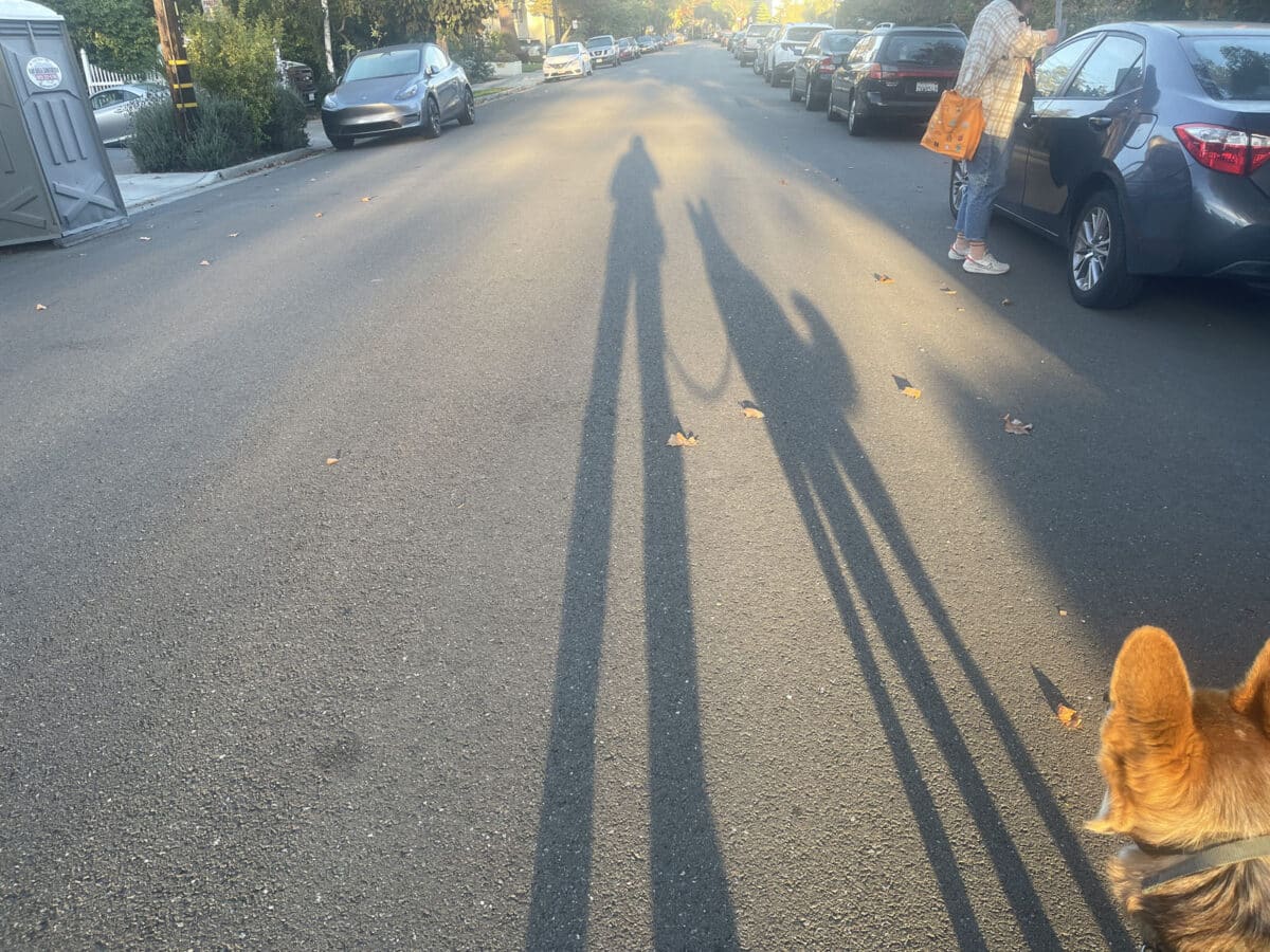 Alameda Post - Long shadows on the road of Mouf and his human companion. 