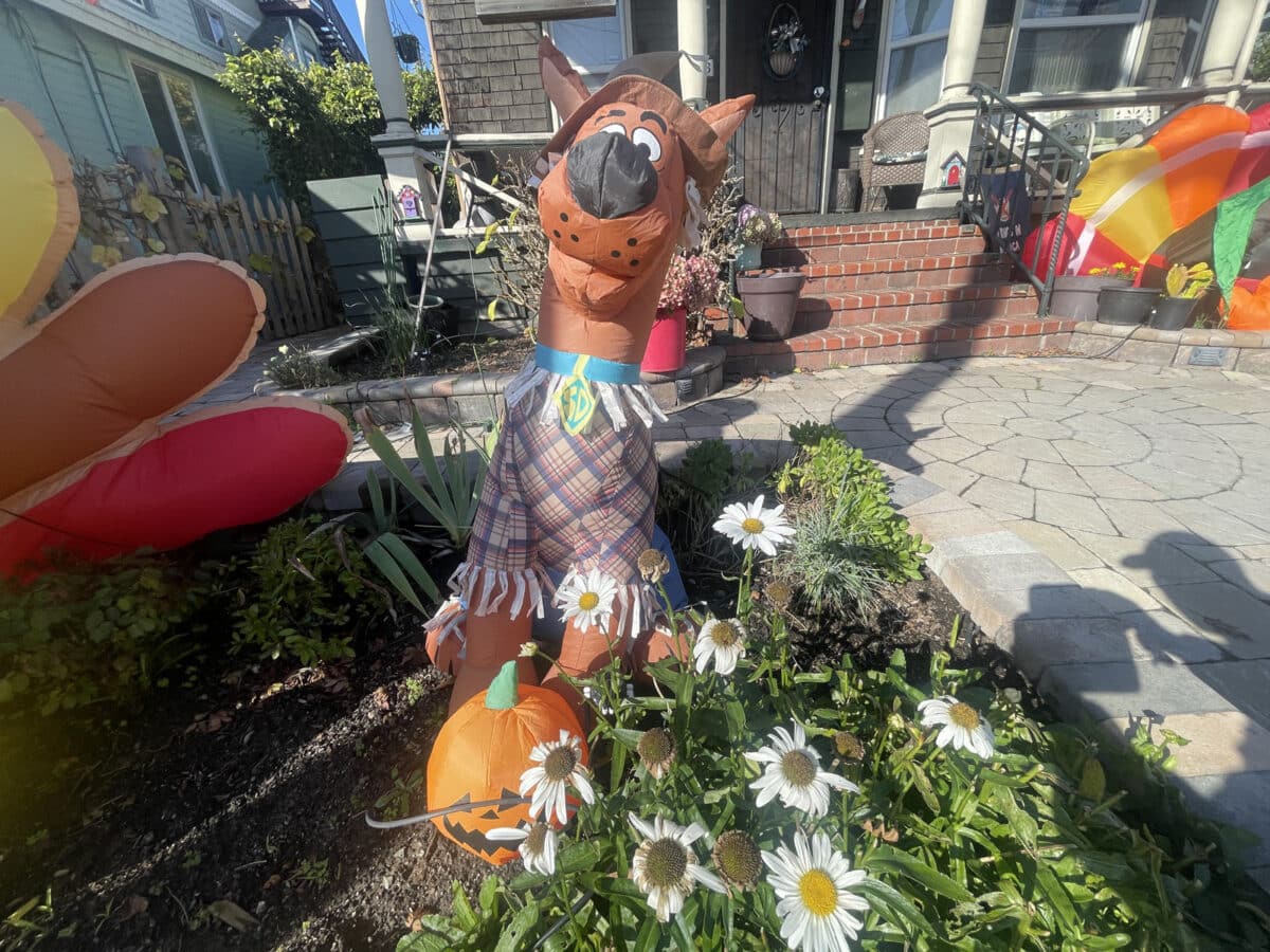 Alameda Post - An inflatable Scooby Doo decoration in someone's yard. The Scooby Doo is wearing a scarecrow costume. 