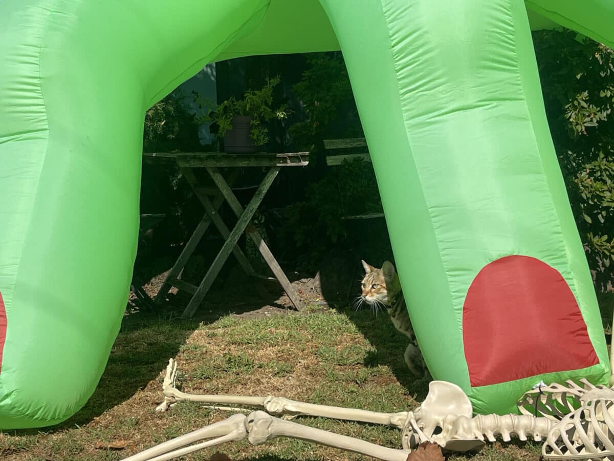 Alameda Post - A cat peeks out from behind a blow up Hallween decoration. 