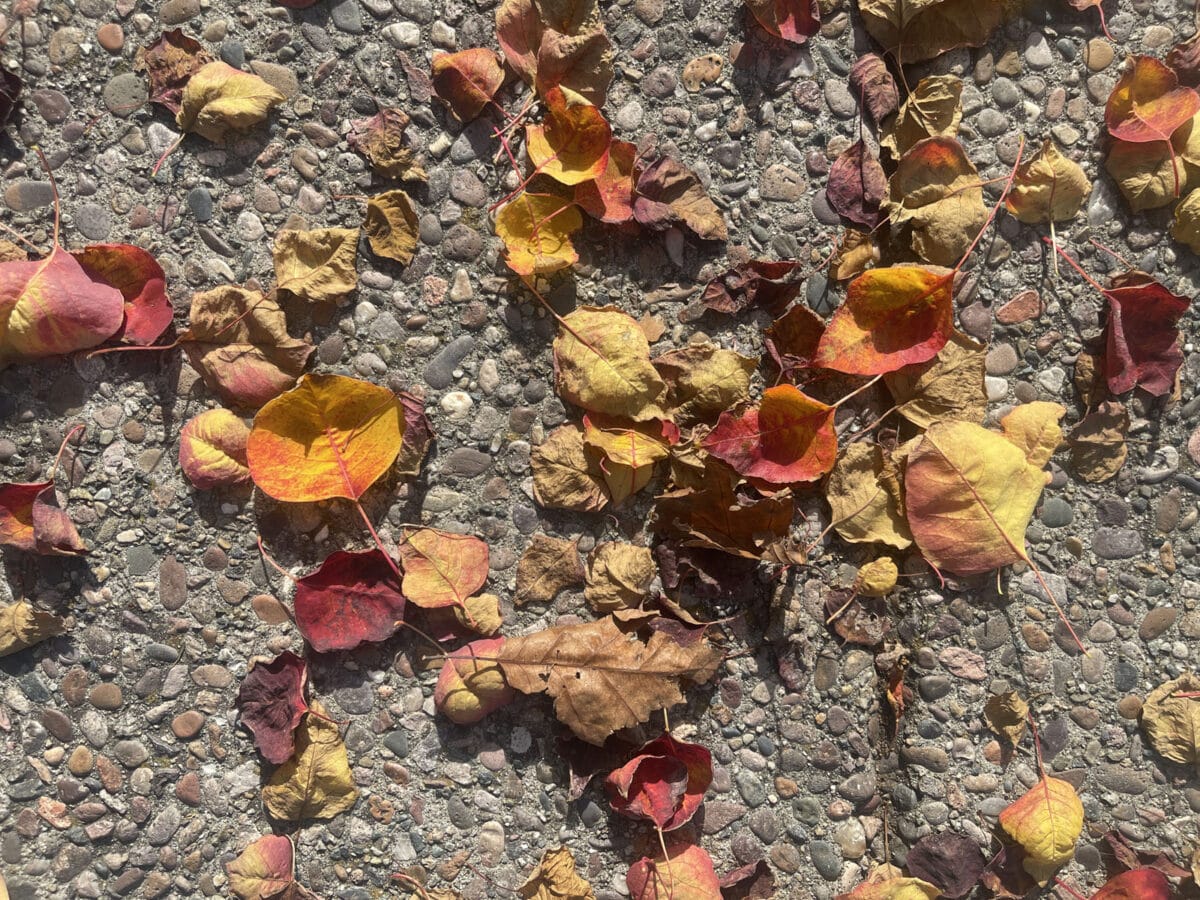 Alameda Post - Fall leaves on the ground