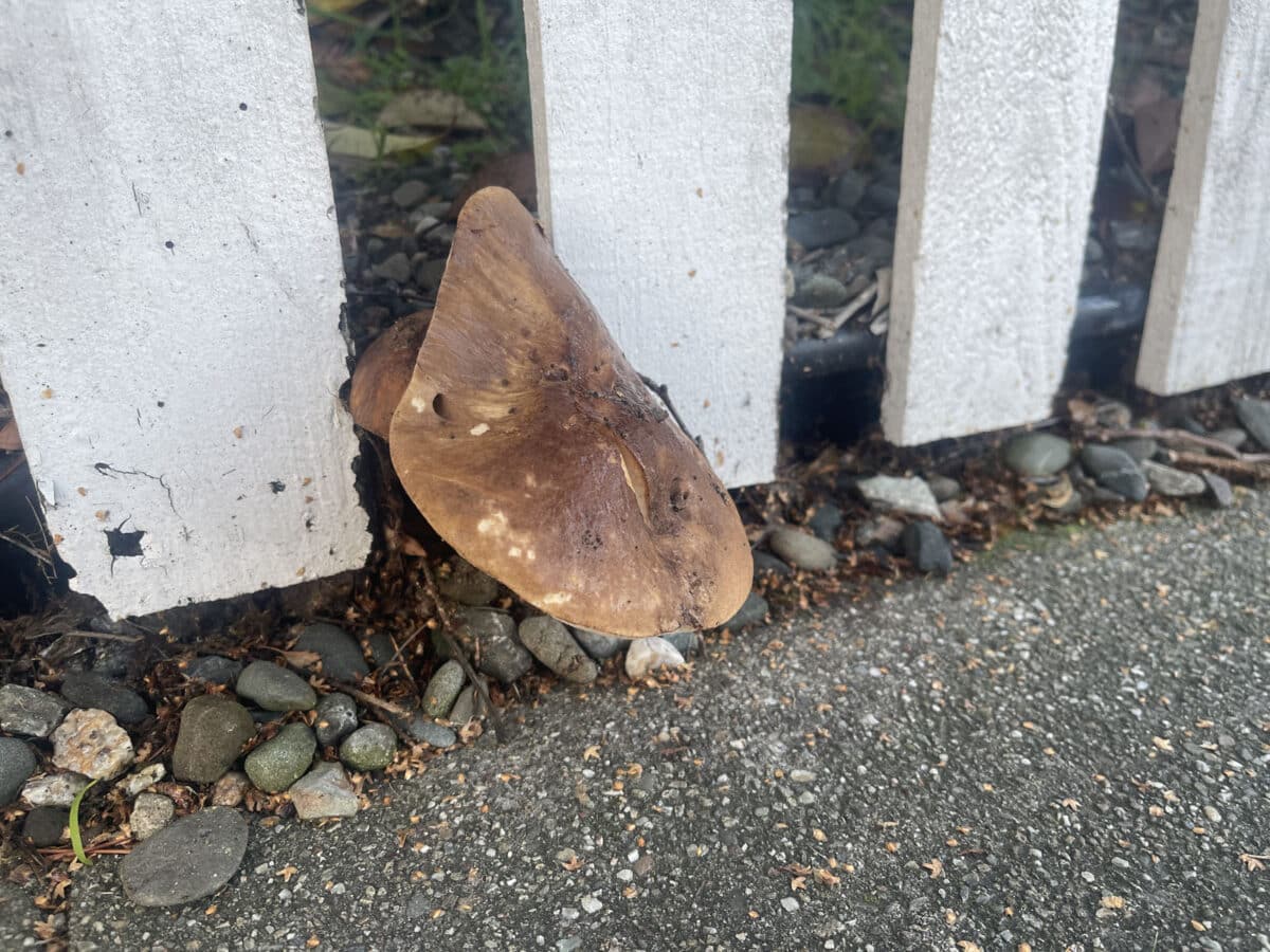 Alameda Post - A mushroom growing through a white picket fence. 