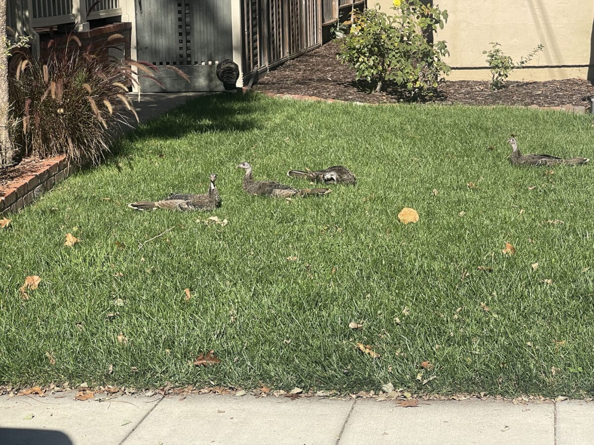 Alameda Post - Four small turkeys rest in someone's front lawn.