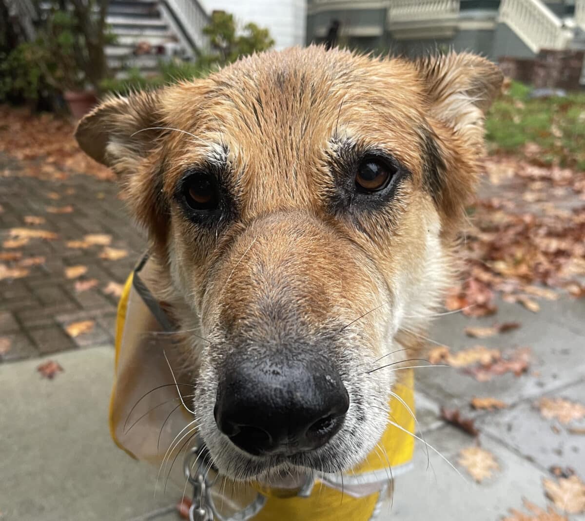 Alameda Post - Mouf the dog sits outside on the sidewalk with a wet snout and a raincoat