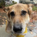 Alameda Post - Mouf the dog sits outside on the sidewalk with a wet snout and a raincoat