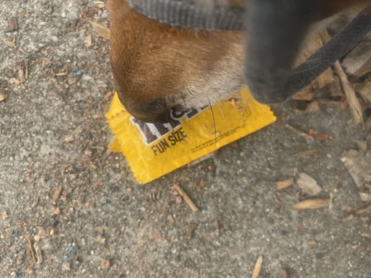 Alameda Post - Mouf the dog sniffs a package of peanut M&Ms on the ground.