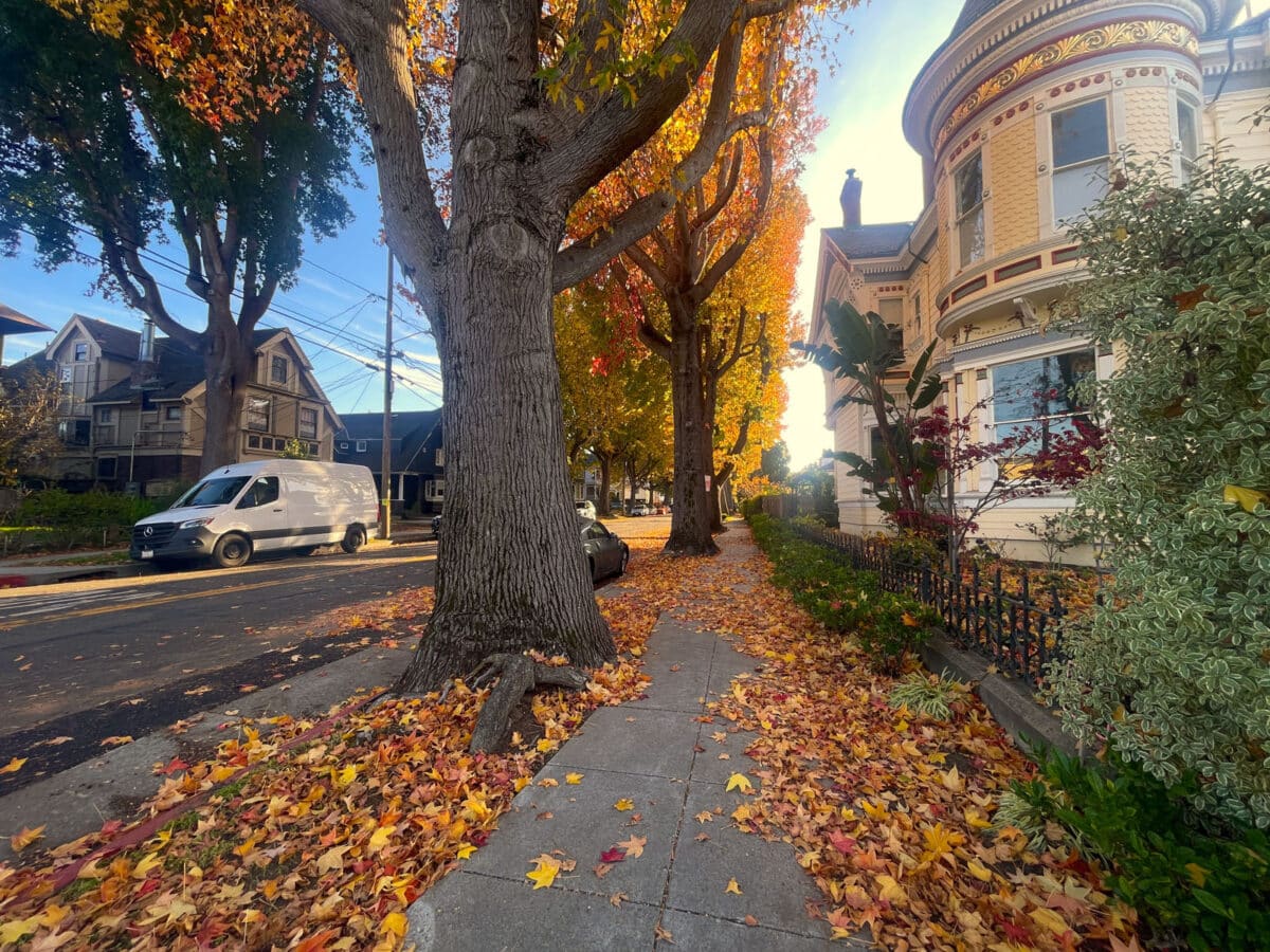 Alameda Post - Beautiful fall leaves on trees and on the sidewalk in Alameda.