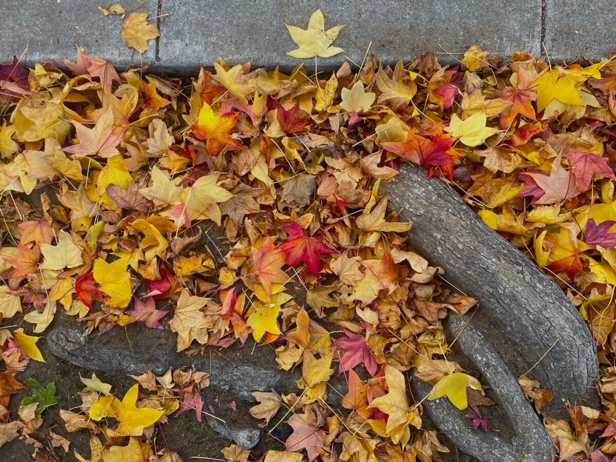Alameda Post - Red and yellow fall leaves on the ground.