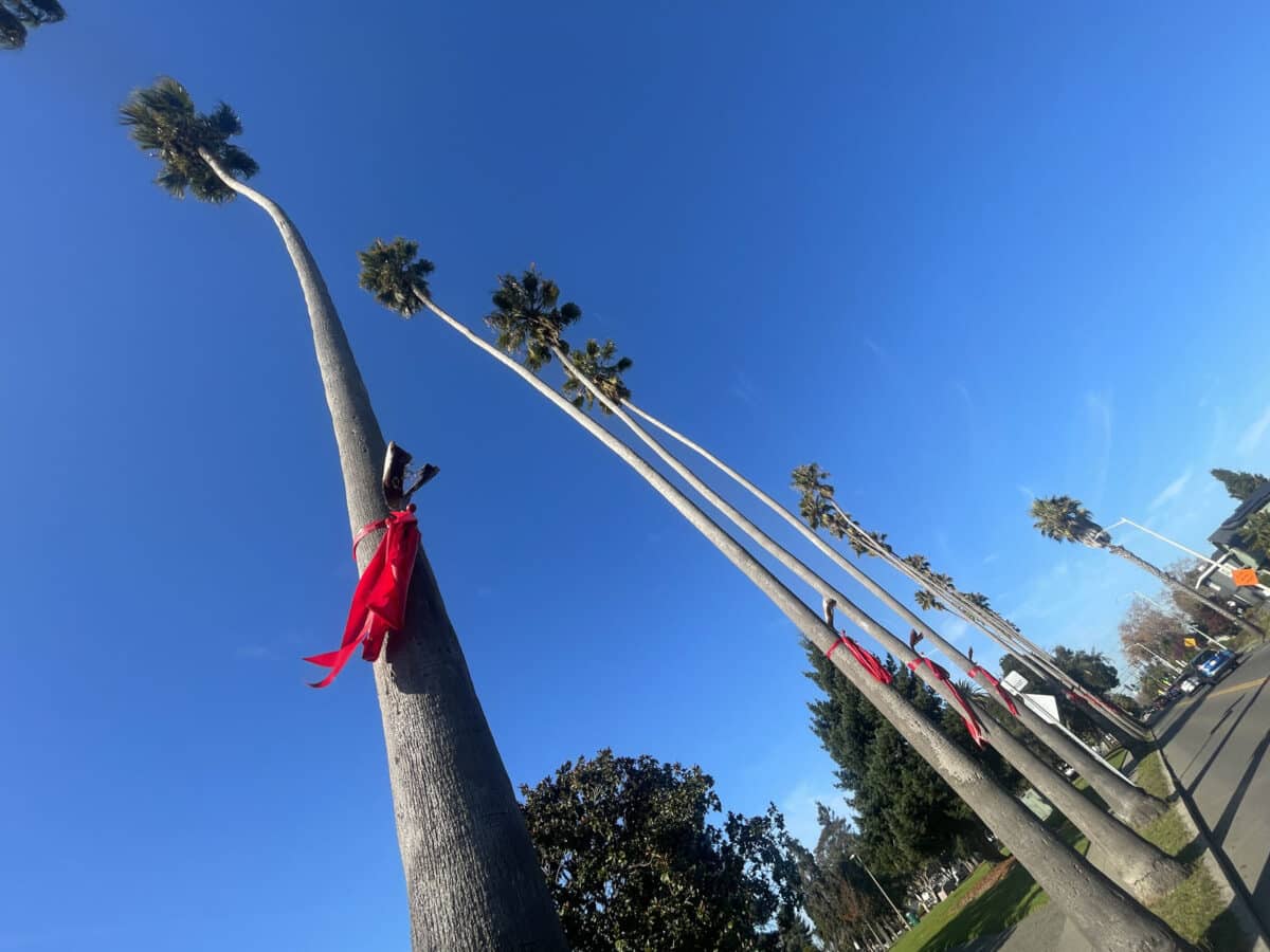 Alameda Post - Reindeer ribbon decorations on palm trees in Alameda.