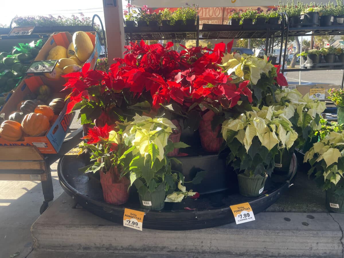 Alameda Post - Poinsettias for sale.
