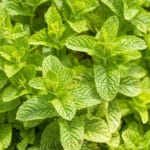 Alameda Post - mint plant