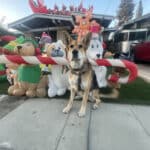 Alameda Post - Mouf the dog sits in front of a home's yard full to the brim with inflatable decor