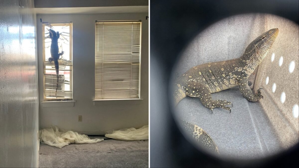 Alameda Post - A photo of a large monitor lizard, falsely reported to be a Komodo dragon, hanging off of the blinds of an apartment window. A second photo shows the creature in a carrier.