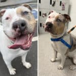 Alameda Post - Shellsea the 3-year-old Staffy mix.