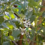 Alameda Post - Green bean flowers.