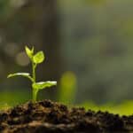 Alameda Post - A seedling plant.