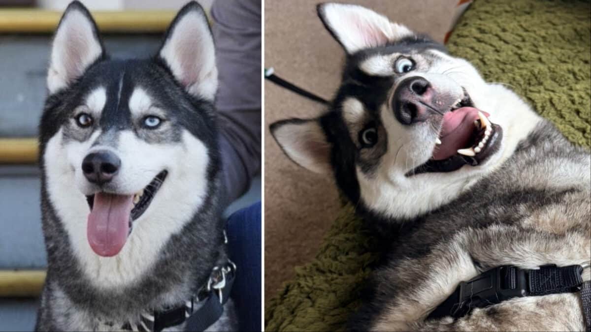 Alameda Post - A husky making a goofy face and another photo of the same husky looking handsome.