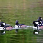 Alameda Post - a group of hooded mergansers on the water.