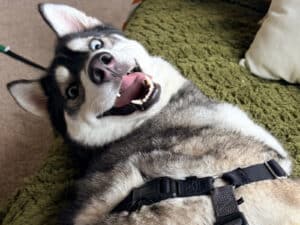 Alameda Post - A husky makes a goofy face from the ground.
