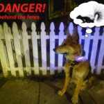 Alameda Post - Mouf the dog sits in front of a 3 foot high white picket fence thinking about a skunk