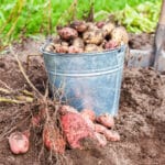 Alameda Post - A bucket full of dirty potatoes in a garden.