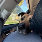 Alameda Post - Lexi the dog looks at the camera from being in the backseat of the car.