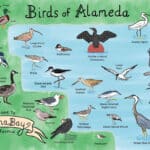 Alameda Post - A drawing of the varies birds of Alameda.