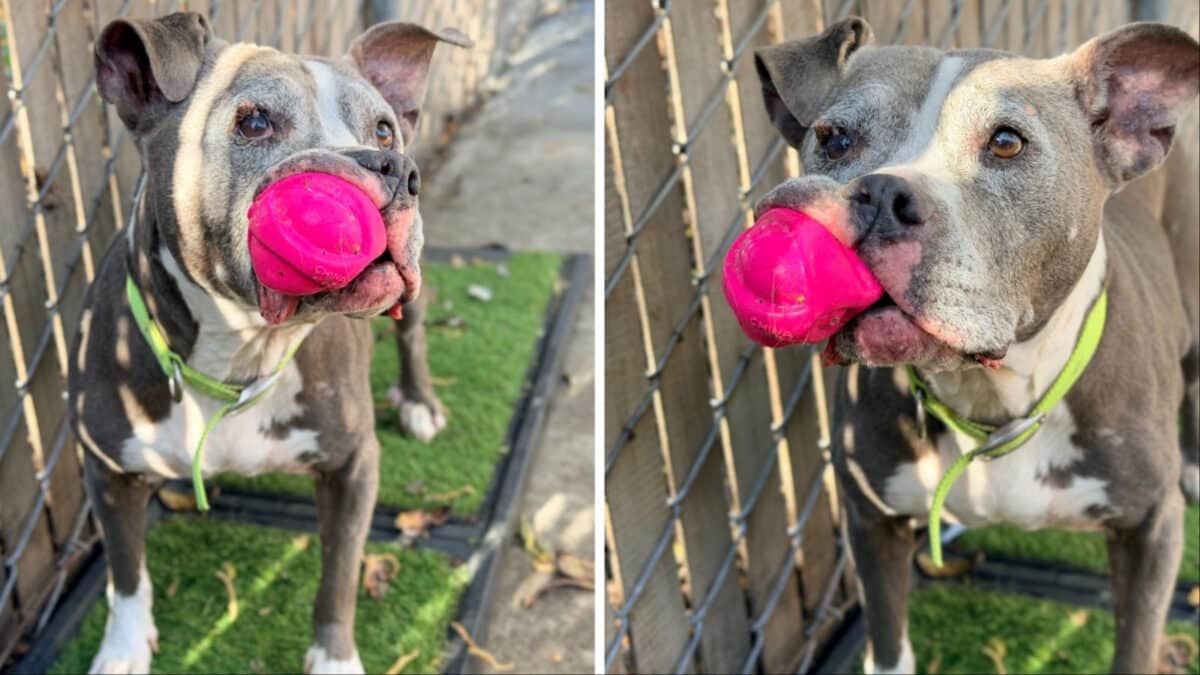 Alameda Post - Kona the senior pittie mix holds a hot pink ball. 