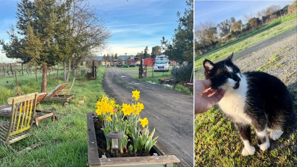Alameda Post - A black and white cat with extra toes and the entrance to a picturesque farm.