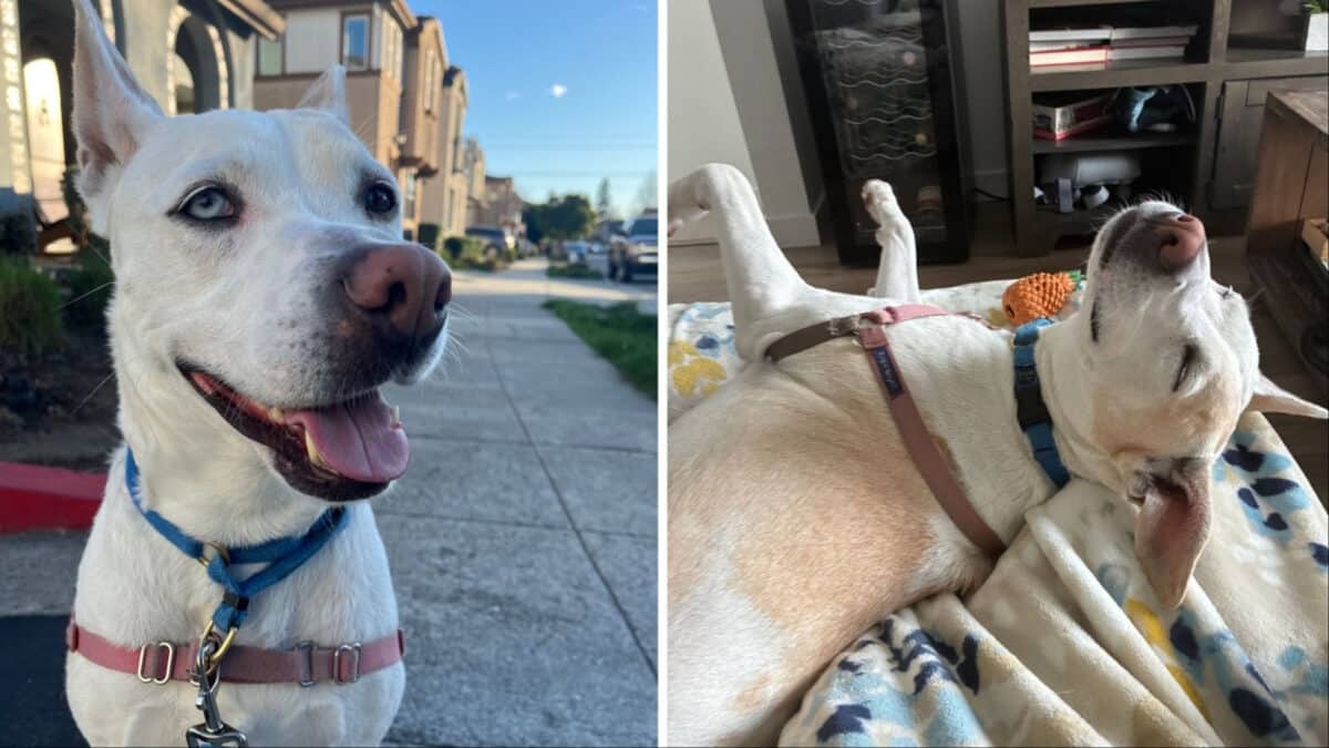 Alameda Post - Daisy the adoptable white dog.