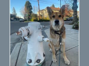 Alameda Post - Mouf the dog next to a fire hydrant.