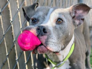 Alameda Post - Kona the senior pittie mix holds a hot pink ball.