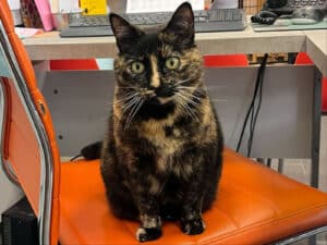 Alameda Post - A tortie cat sits on an orange office chair.