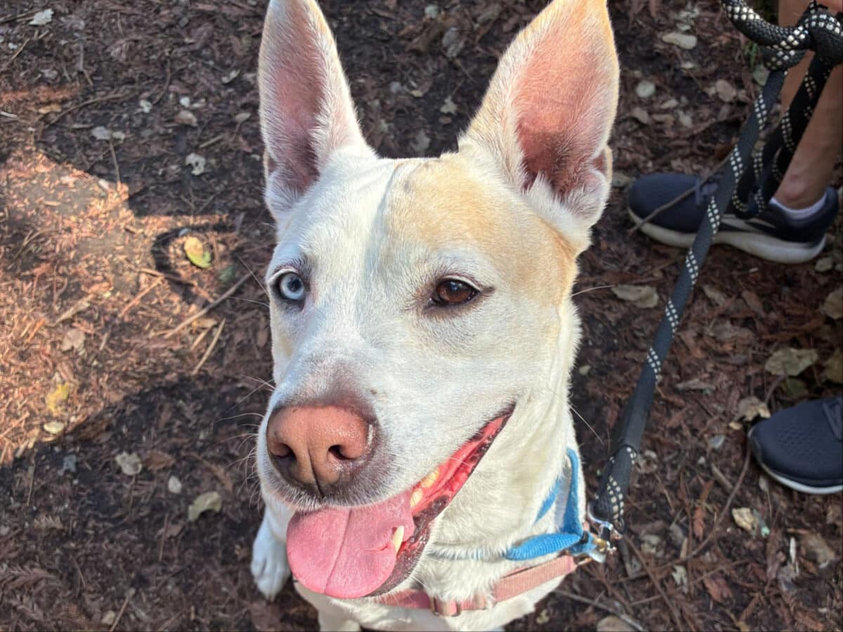 Alameda Post - Daisy the adoptable white dog.
