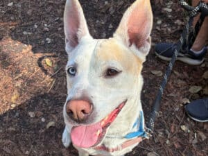 Alameda Post - Daisy the adoptable white dog.