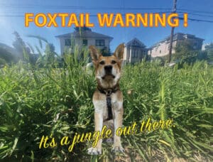 Alameda Post - Mouf the dog photoshopped into a field of foxtails.