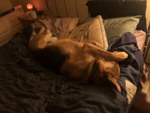 Alameda Post - Mouf the dog lounges on a bed.