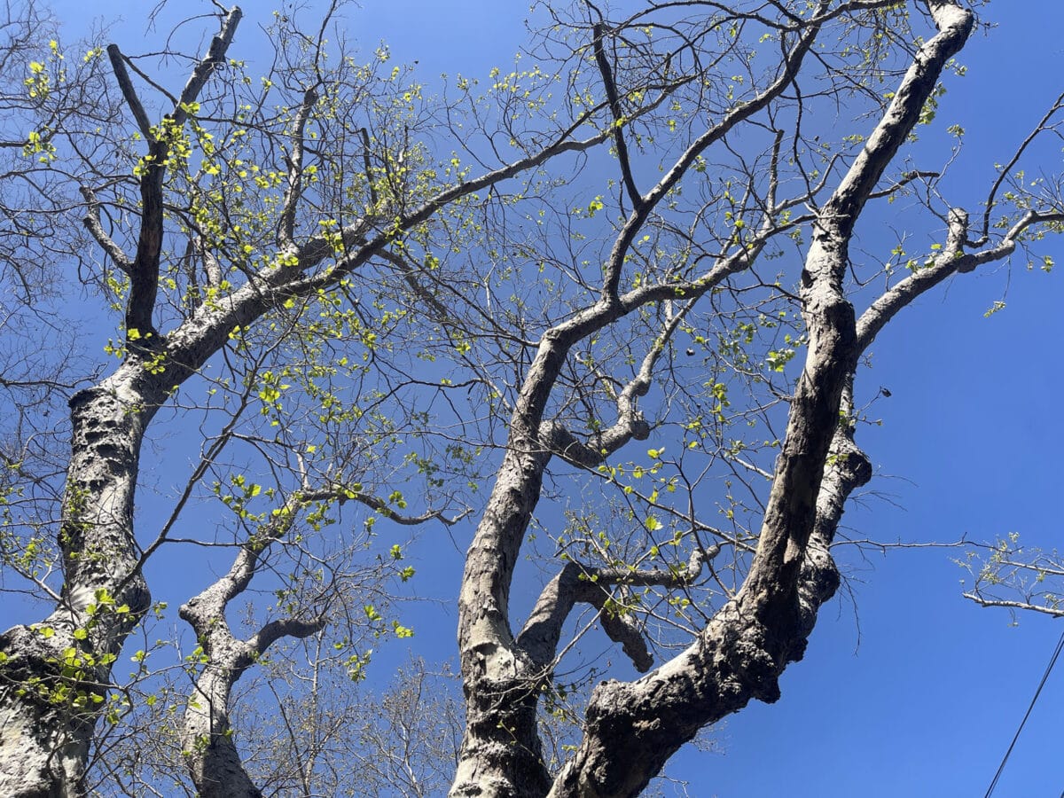 Alameda Post - A tall tree with small green buds on the otherwise bare branches.