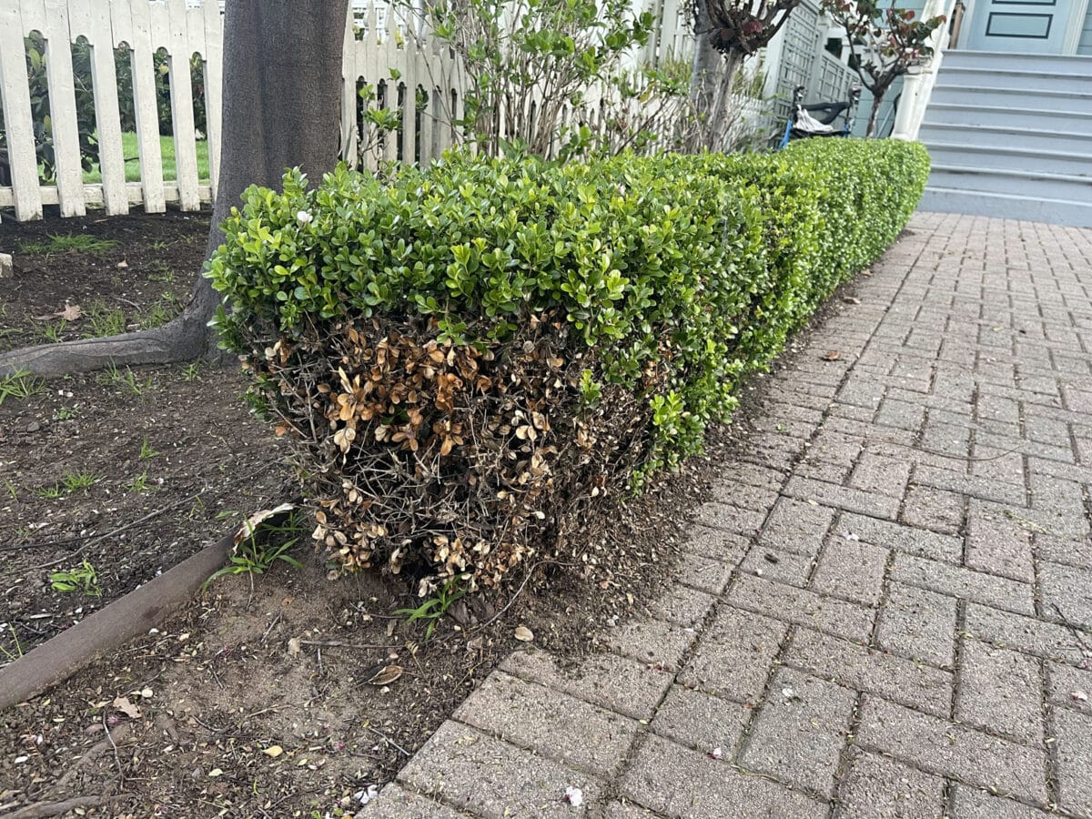 Alameda Post - A hedge with dead branches at dog pee height.