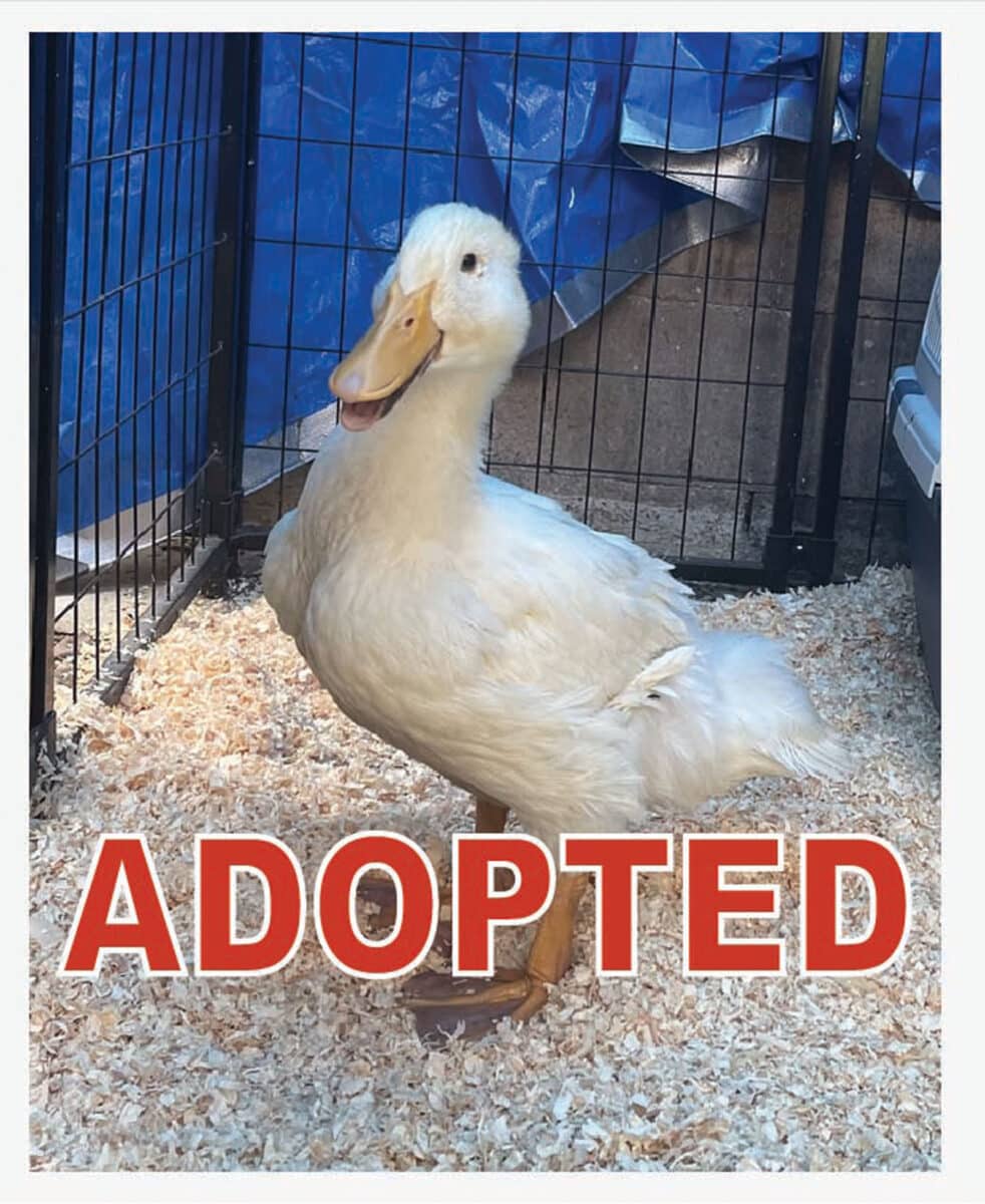 Alameda Post - A white duck in a pen with the word "Adopted" across the front.