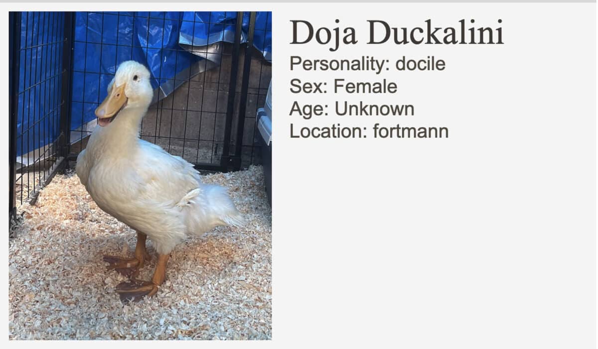 Alameda Post - A listing on the F.A.A.S. website for a white duck.