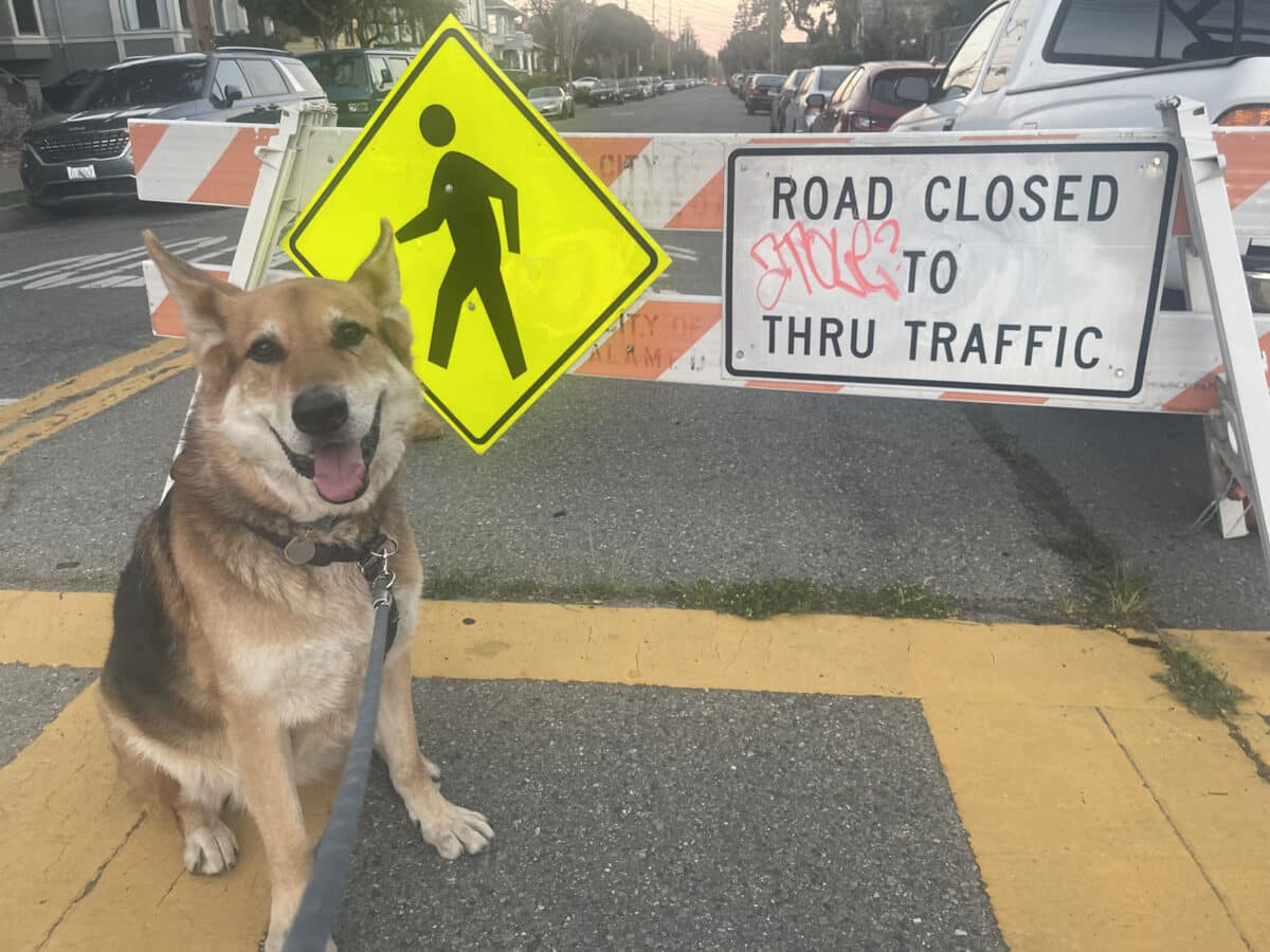 Alameda Post - A German Shepherd in front of a slow street barrier. 