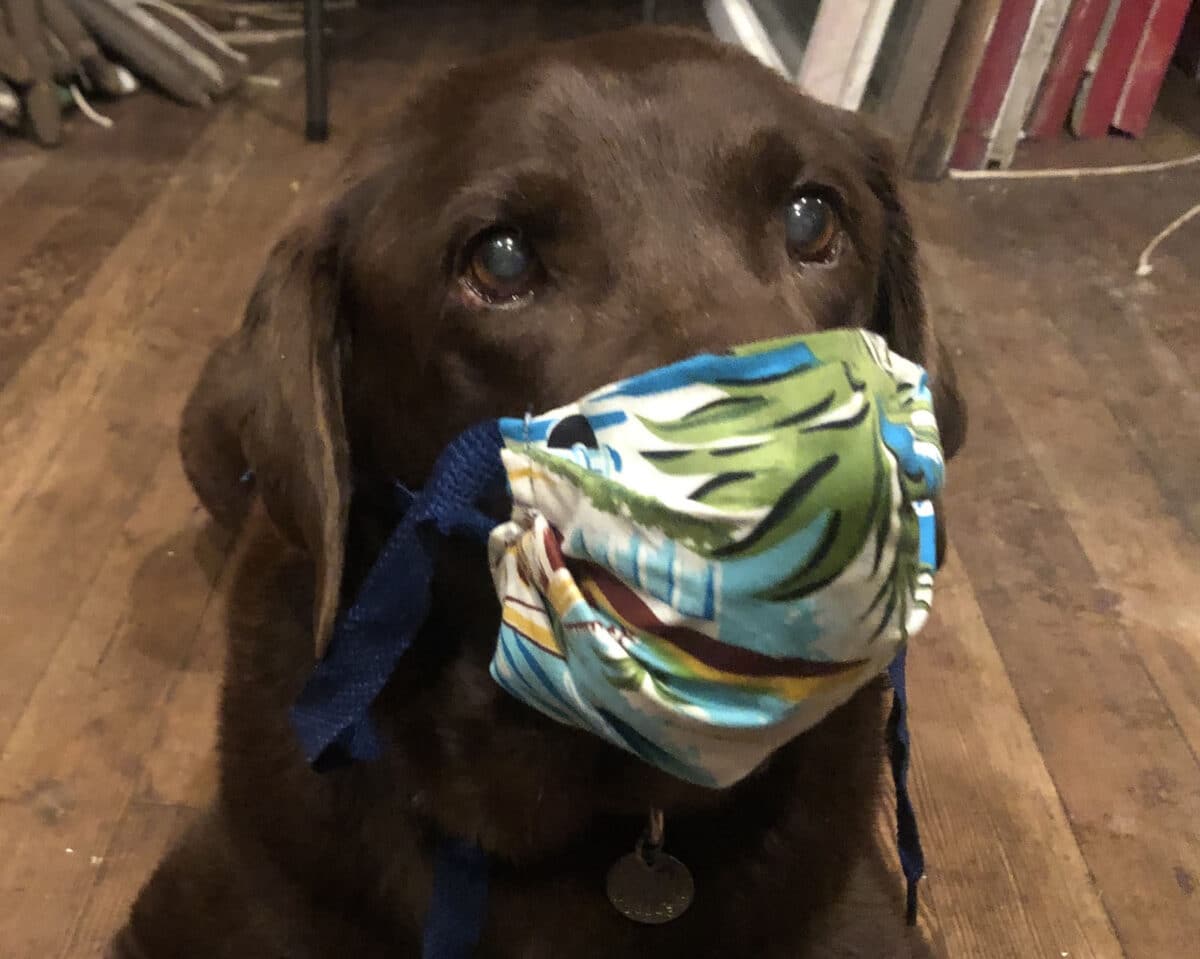 Alameda Post - A brown lab wearing a face mask.