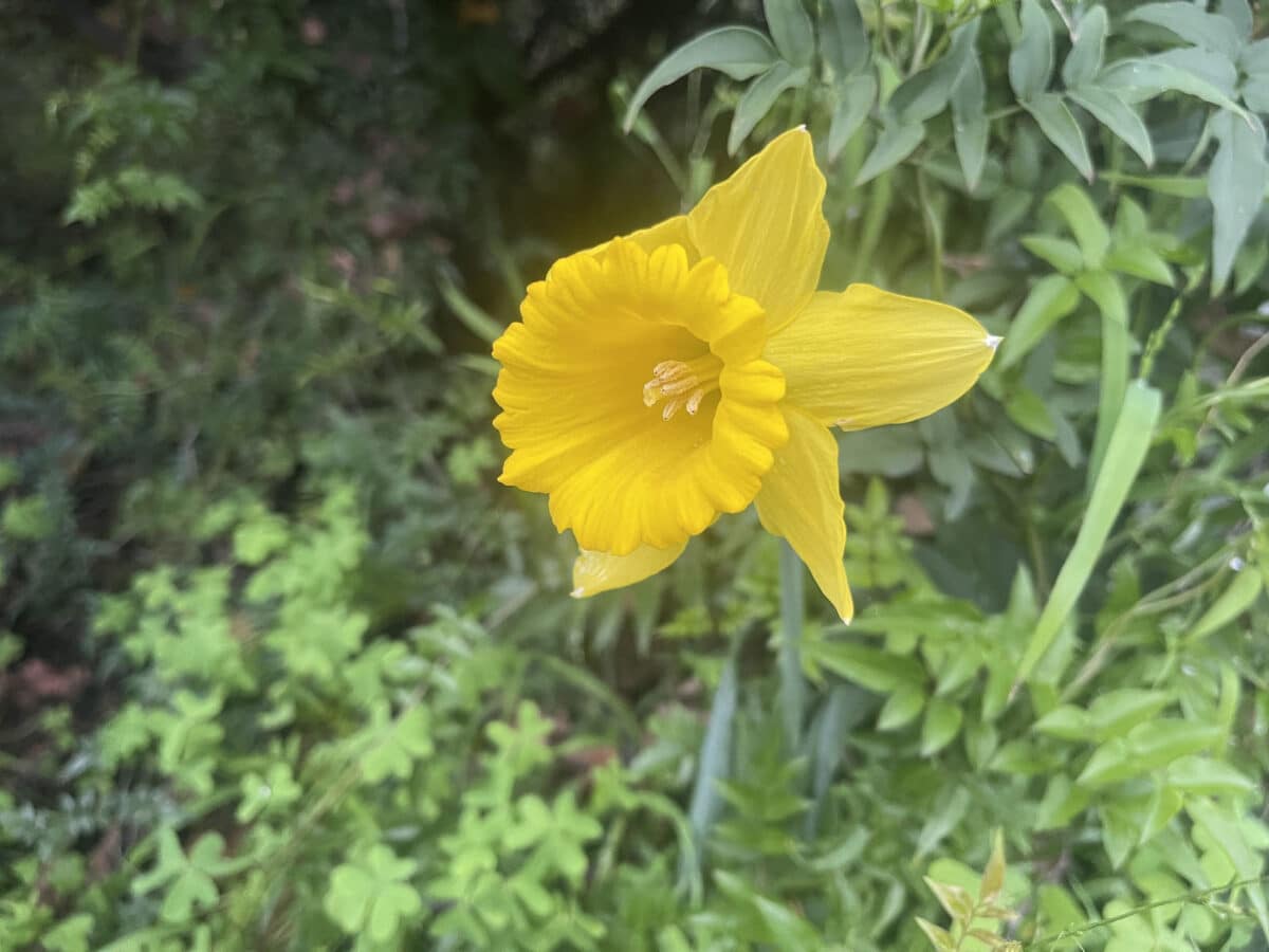 Alameda Post - A yellow daffodil. 