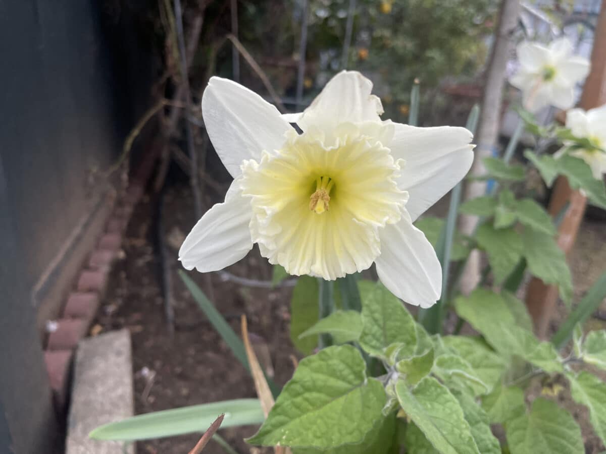 Alameda Post - A white daffodil. 