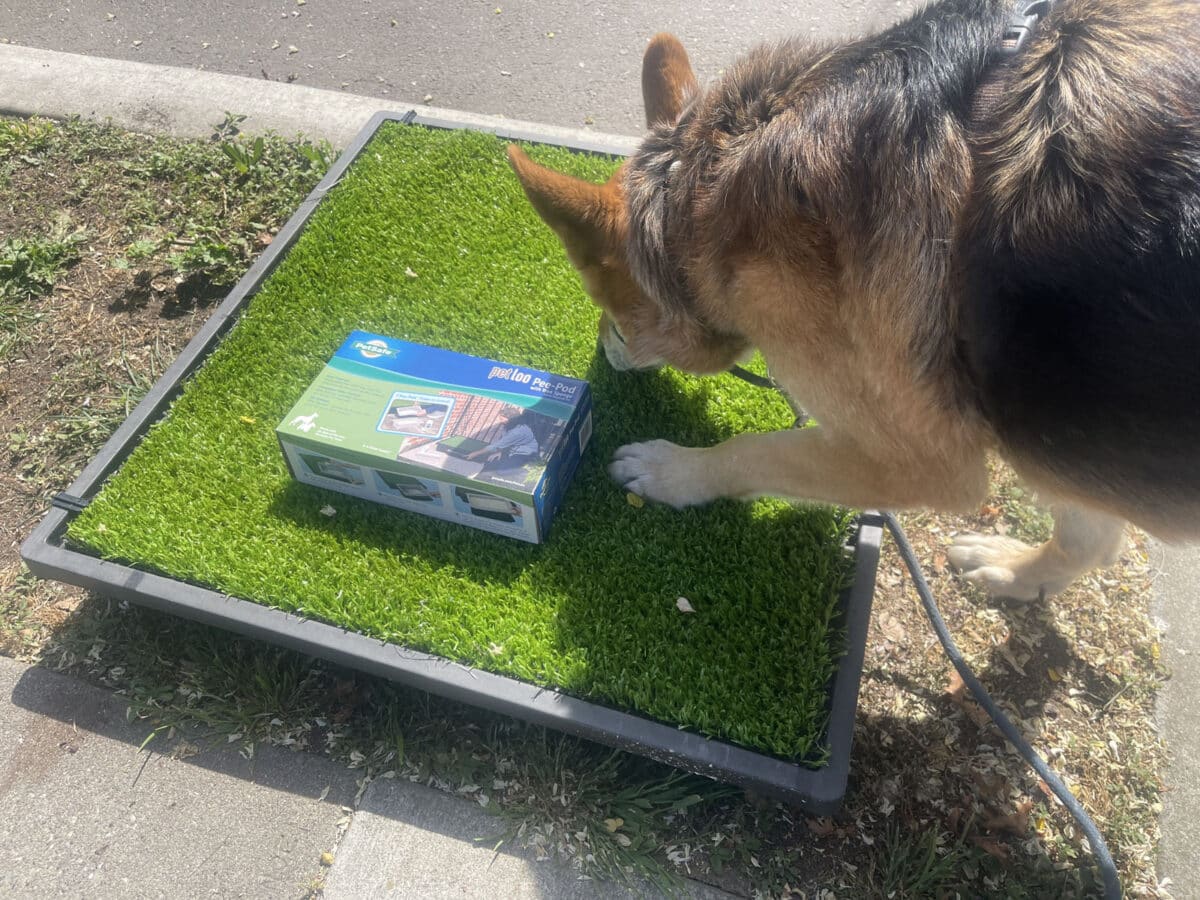 Alameda Post - A small square of astroturf used as a pee spot that is set out on the sidewalk.