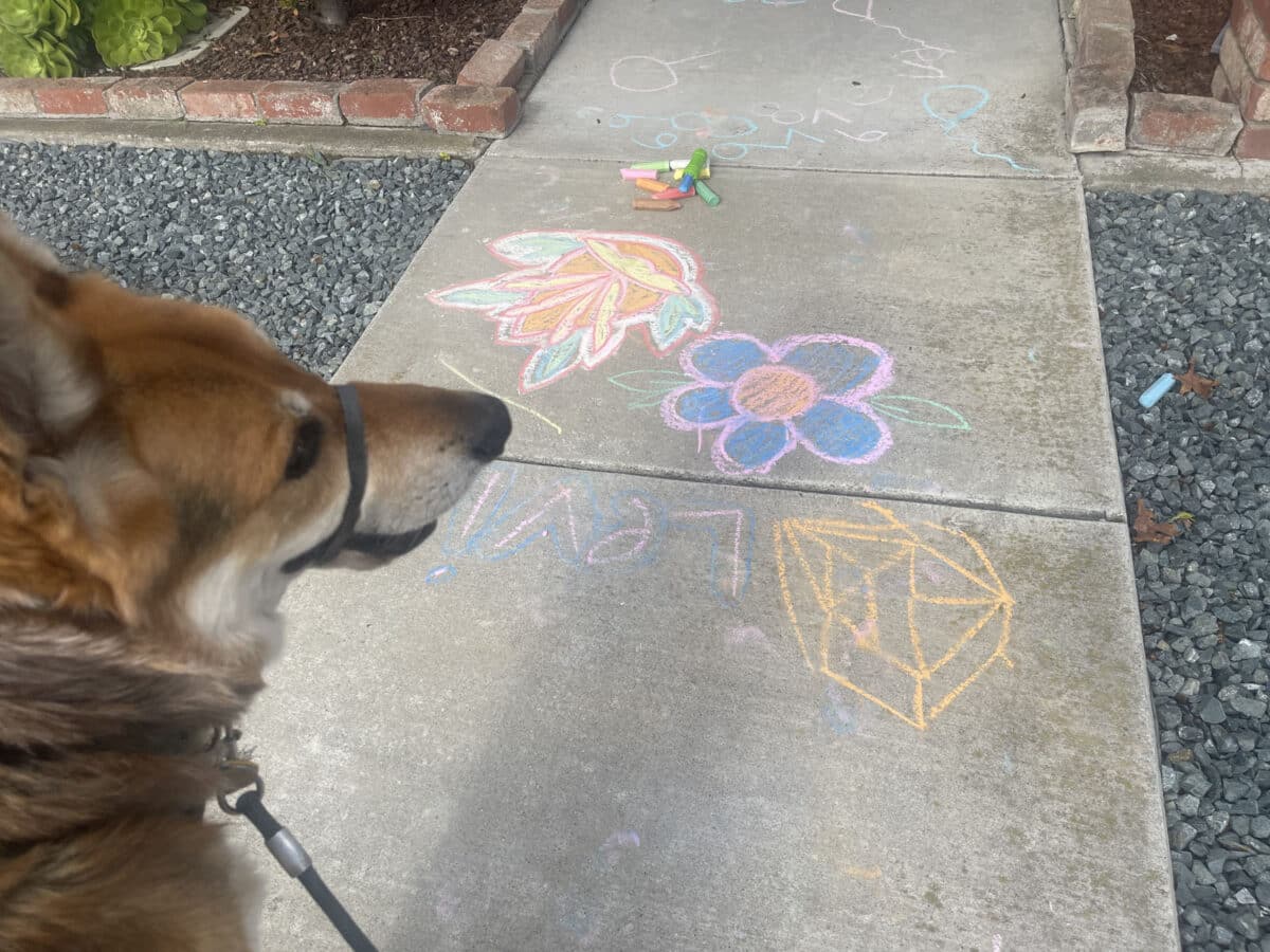Alameda Post - Mouf the dog next to some flower sidewalk chalk. 
