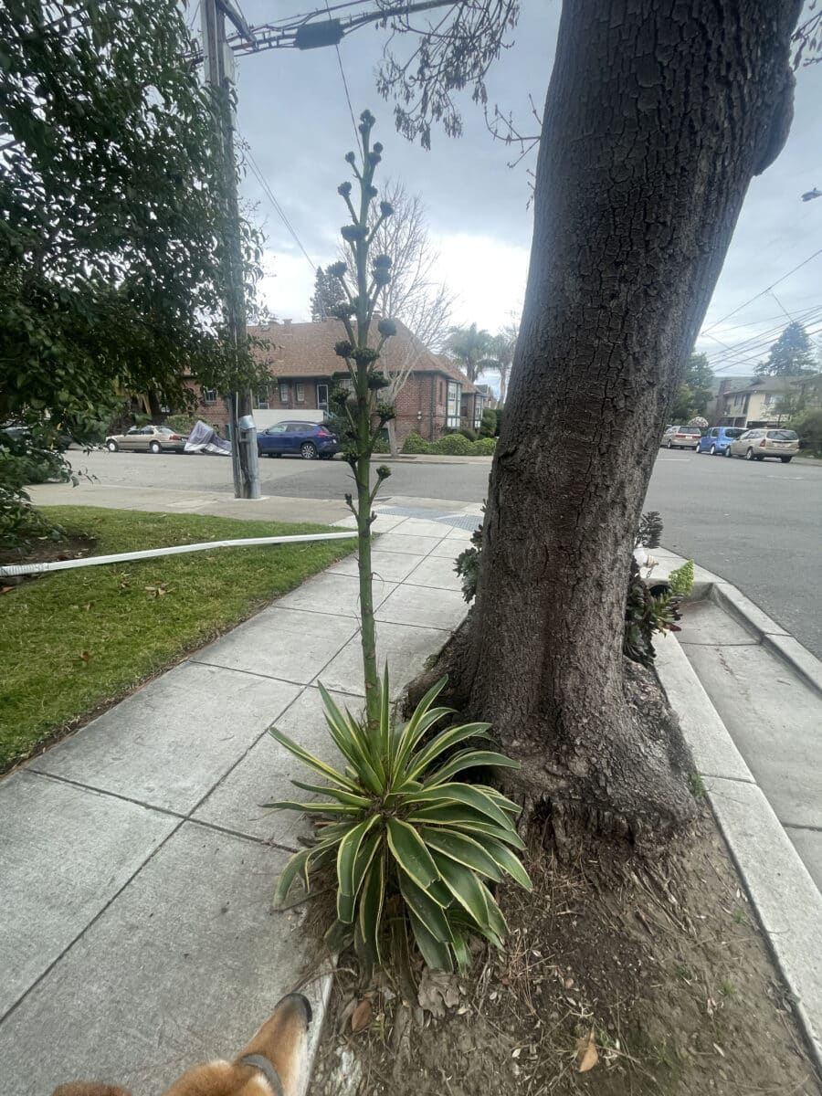 Alameda Post - some kind of desert plant with a very tall fruiting body sticking out of the top. 