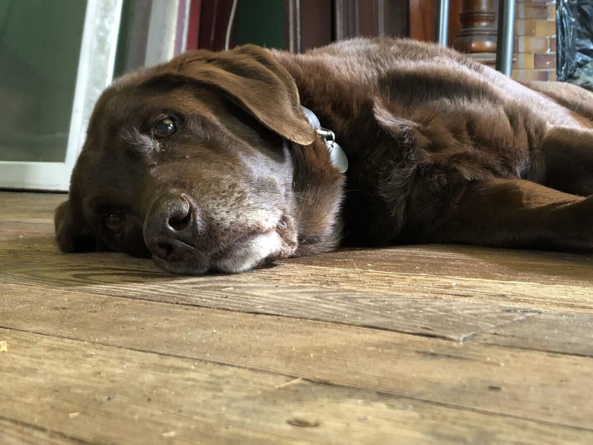 Alameda Post - A chocolate lab. 